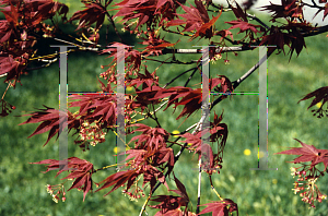 Picture of Acer palmatum 'O shi rini'