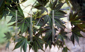 Picture of Acer palmatum 'O shi rini'