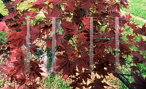 Picture of Acer palmatum 'O shi rini'