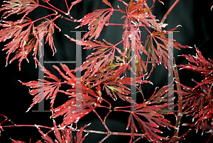 Picture of Acer palmatum (Dissectum Group) 'Octopus'