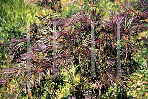 Picture of Acer palmatum (Dissectum Group) 'Octopus'