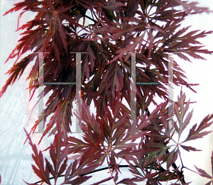 Picture of Acer palmatum (Dissectum Group) 'Octopus'