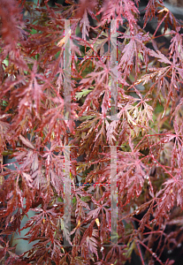 Picture of Acer palmatum (Dissectum Group) 'Octopus'