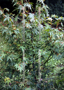 Picture of Acer palmatum 'Ogi nagare'