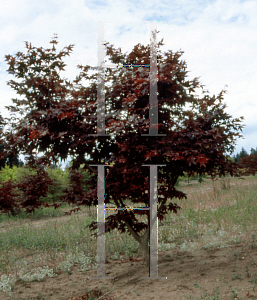 Picture of Acer palmatum (Amoenum Group) 'Ogon sarasa'