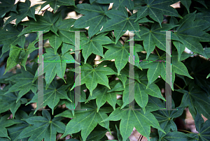 Picture of Acer palmatum (Amoenum Group) 'O sayo shiki'