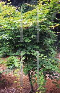 Picture of Acer palmatum (Amoenum Group) 'O sayo shiki'
