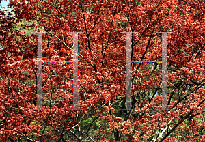 Picture of Acer palmatum 'O kagami'