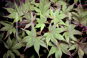 Picture of Acer palmatum 'O kagami'