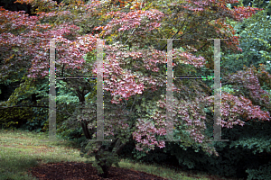 Picture of Acer palmatum 'O kagami'
