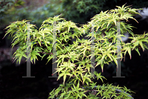 Picture of Acer palmatum 'Okina'