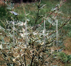 Picture of Acer palmatum 'Okukuji nishiki'