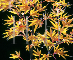 Picture of Acer palmatum 'Okushimo'