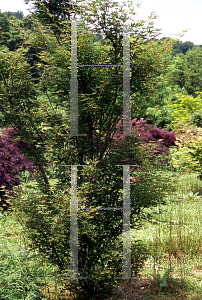 Picture of Acer palmatum 'Okushimo'