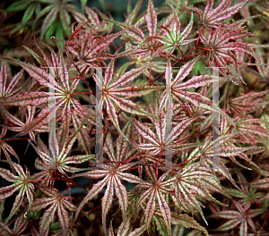 Picture of Acer palmatum (Matsumurae Group) 'Olsen's Frosted Strawberry'