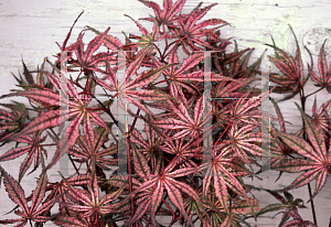 Picture of Acer palmatum (Matsumurae Group) 'Olsen's Frosted Strawberry'