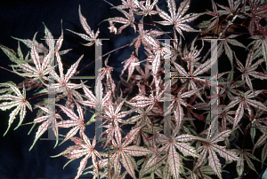 Picture of Acer palmatum (Matsumurae Group) 'Olsen's Frosted Strawberry'