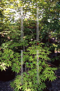 Picture of Acer palmatum (Amoenum Group) 'Omato'