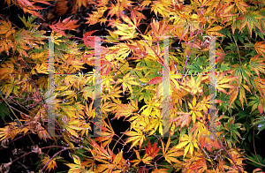 Picture of Acer palmatum (Matsumurae Group) 'Omure yama'