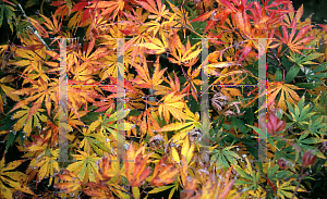 Picture of Acer palmatum (Matsumurae Group) 'Omure yama'