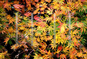 Picture of Acer palmatum (Matsumurae Group) 'Omure yama'