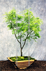 Picture of Acer palmatum (Matsumurae Group) 'Omure yama'