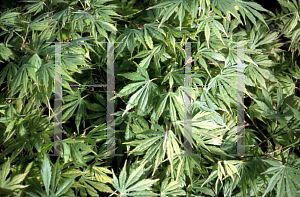 Picture of Acer palmatum (Matsumurae Group) 'Omure yama'