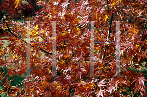 Picture of Acer palmatum (Matsumurae Group) 'Omure yama'