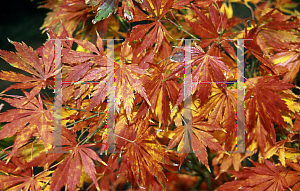 Picture of Acer palmatum (Matsumurae Group) 'Omure yama'