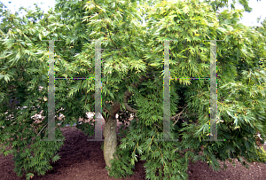 Picture of Acer palmatum (Matsumurae Group) 'Omure yama'