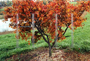 Picture of Acer palmatum (Matsumurae Group) 'Omure yama'