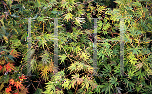 Picture of Acer palmatum (Matsumurae Group) 'Omure yama'