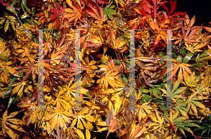 Picture of Acer palmatum (Matsumurae Group) 'Omure yama'