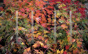 Picture of Acer palmatum (Matsumurae Group) 'Omure yama'