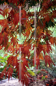 Picture of Acer palmatum (Matsumurae Group) 'Omure yama'