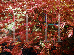 Picture of Acer palmatum (Matsumurae Group) 'Omure yama'