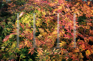Picture of Acer palmatum (Matsumurae Group) 'Omure yama'