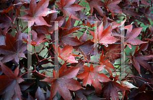 Picture of Acer palmatum 'O kagami'