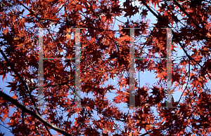 Picture of Acer palmatum 'O kagami'