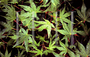 Picture of Acer palmatum 'Ogi nagare'