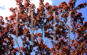 Picture of Acer palmatum (Amoenum Group) 'Ogon sarasa'