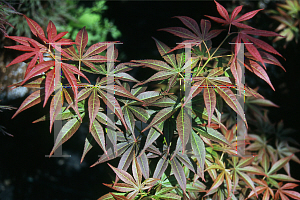 Picture of Acer palmatum (Amoenum Group) 'Ogon sarasa'