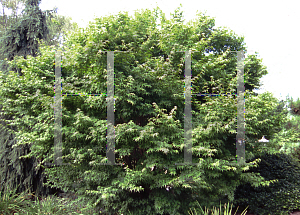 Picture of Acer palmatum (Amoenum Group) 'Ogon sarasa'