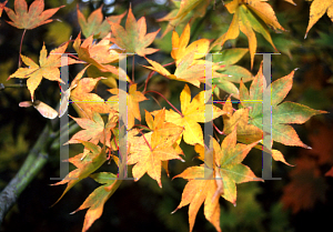 Picture of Acer palmatum (Amoenum Group) 'Ogon sarasa'