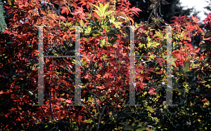 Picture of Acer palmatum (Amoenum Group) 'Ogon sarasa'