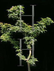 Picture of Acer palmatum (Matsumurae Group) 'O jishi'