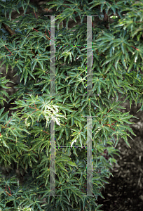 Picture of Acer palmatum (Matsumurae Group) 'O jishi'