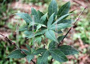 Picture of Acer palmatum (Amoenum Group) 'Omato'
