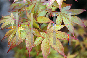 Picture of Acer palmatum (Amoenum Group) 'Omato'