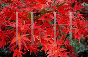 Picture of Acer palmatum (Amoenum Group) 'Omato'